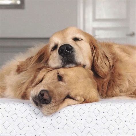 Golden Retriever Tackles ‘Household Chores’ Like a True Team .